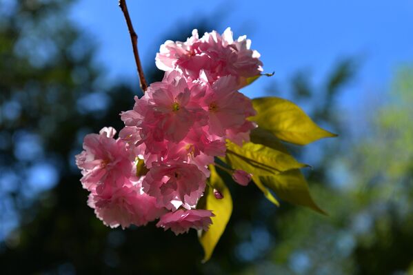 Cvet japanske trešnje nosi naziv sakura i predstavlja nacionalni cvet u Japanu. - Sputnik Srbija