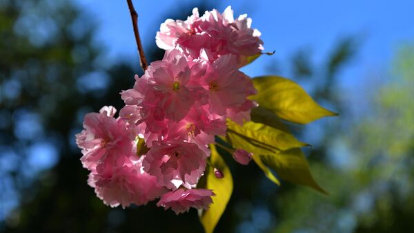 Cvet japanske trešnje nosi naziv sakura i predstavlja nacionalni cvet u Japanu. - Sputnik Srbija