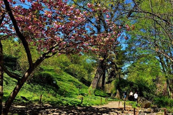 Zbog svojih predivnih ružičastih cvetova, japanska trešnja je postala veoma popularna kod nas, te tako svake godine njeno cvetanje u Botaničkoj bašti &quot;Jevremovac&quot; privuče veliki broj posetilaca. - Sputnik Srbija