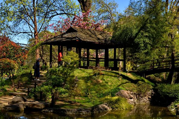 Mada je trešnjin cvet jedan od simbola Japana u svetu, smatra se da su sadnice za stabla ukrasne trešnje prvobitno bile donete iz podnožja Himalaja.  - Sputnik Srbija