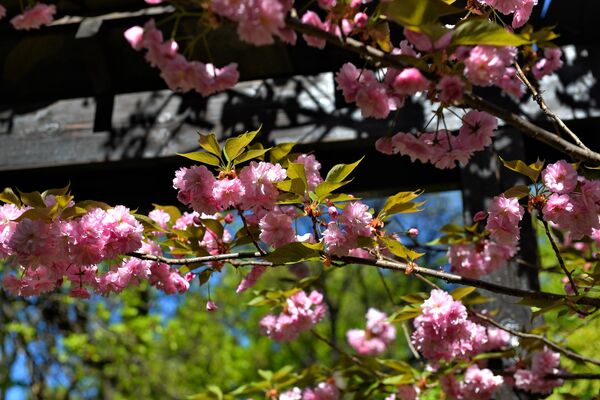 Призори расцветале трешње измаме људи да изађу напоље и уживају у несвакидашњим сценама, у ханами - јапанској традицији посматрања процветалих пупољака. - Sputnik Србија