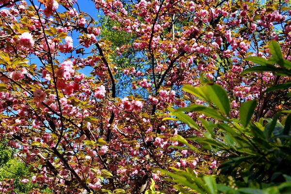 Osim što predstavlja ukras u parkovima, cvetanje japanske trešnje ima i kulturnu i simboličku vrednost, jer je u Japanu to tradicionalni znak početka proleća i obnavljanja života nakon zime - Sputnik Srbija