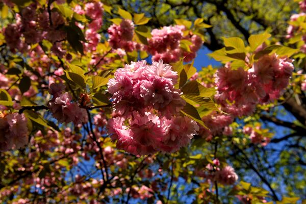 Još od drevnih vremena, u Japanu se veliča lepota sakure — rascvetale japanske trešnje. Njen cvet s nežnim laticama omiljeniji je od sveg drugog cveća i zauzima značajno mesto u istoriji i kulturi Japana. - Sputnik Srbija