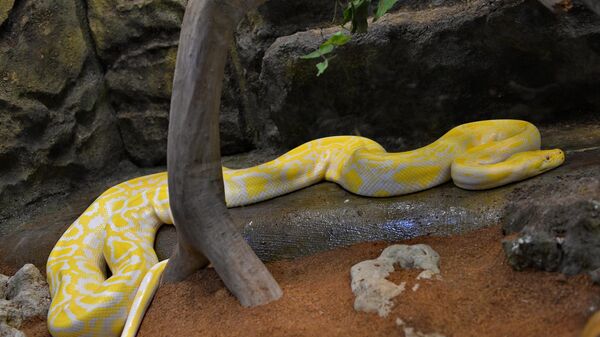 Златни бурмански питон  - Sputnik Србија