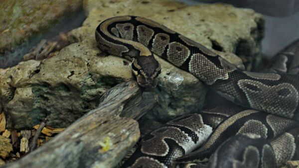 Zelena anakonda - Sputnik Srbija