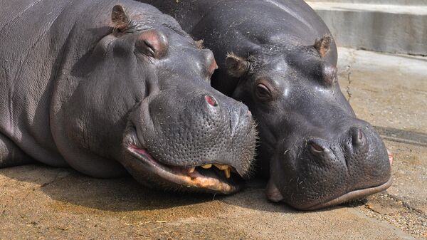 Пар Нилских коња  - Sputnik Србија