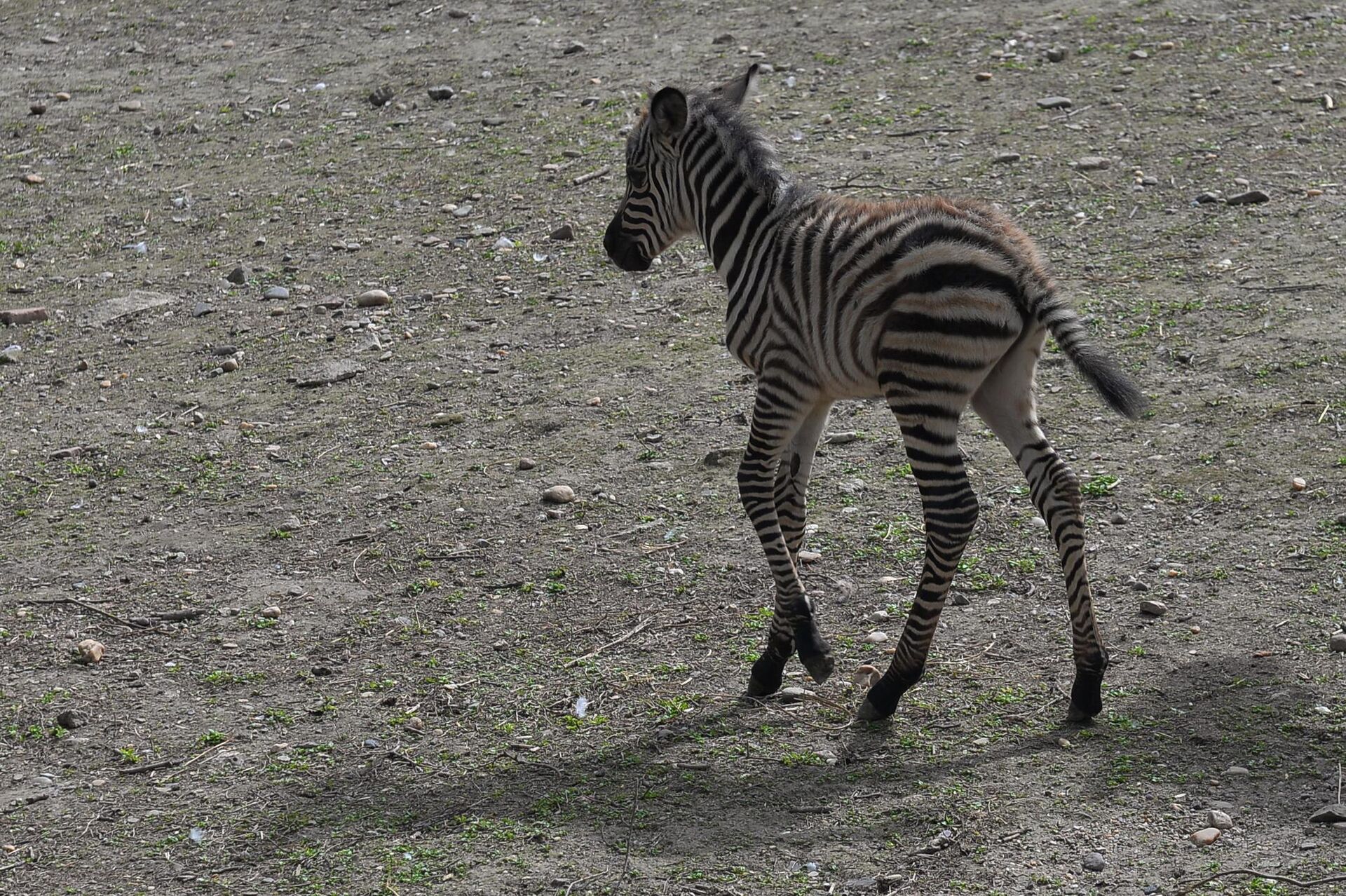 Mladunče zebre, nedavno rođeno u Beo Zoo vrtu, napravilo svoje prve korake - Sputnik Srbija, 1920, 02.04.2024