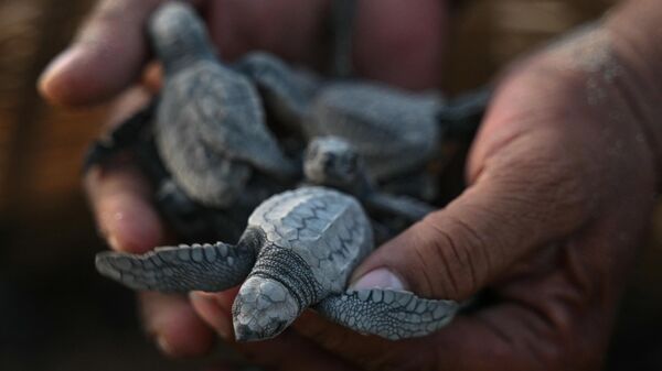 Только что вылупившиеся черепашата Оливковой черепахи  перед выпуском на пляж в Ченнаи, Индия  - Sputnik Србија