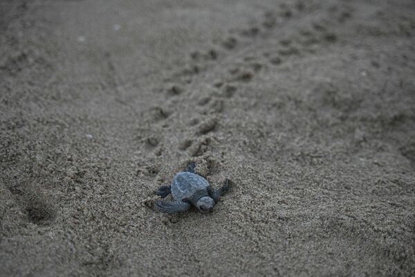 Novoizlegla kornjača traži put ka vodi na plaži u Čenaju. - Sputnik Srbija
