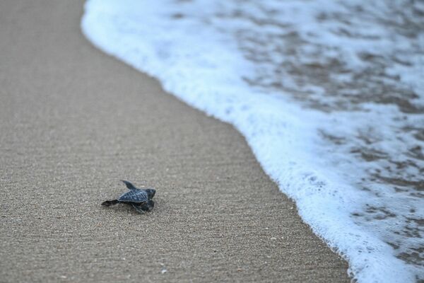 Ova kornjača je brzo našla svoj put do okeana. - Sputnik Srbija
