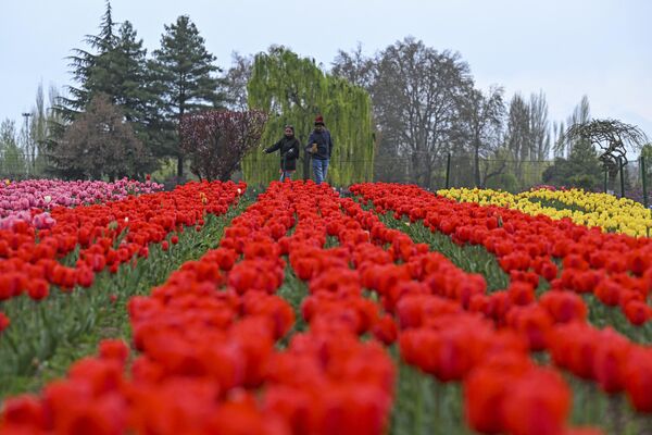 Башта је отворена 2007. године са циљем да се подстакне цвећарство и туризам у долини Кашмира. - Sputnik Србија