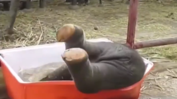 Mladunče slona se kupa u kadici - Sputnik Srbija