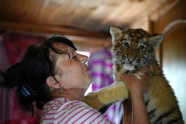 Na fotografiji je žena zaposlena u zoološkom vrtu sa mladunčetom tigrića u jednoj od prostorija zoo vrta u Marijupolju. - Sputnik Srbija