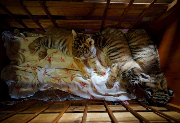 Sredinom aprila 2022. godine, neke od životinja ove ustanove su evakuisane u zoološki vrt u blizini Donjecka. - Sputnik Srbija