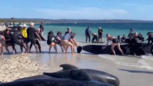 Спасавање насуканих китова на западу Аустралије - Sputnik Србија