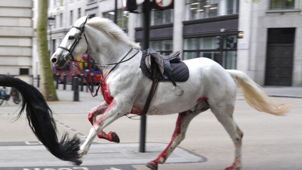 Крвави коњ британске Краљевске гарде трчи улицама Лондона - Sputnik Србија
