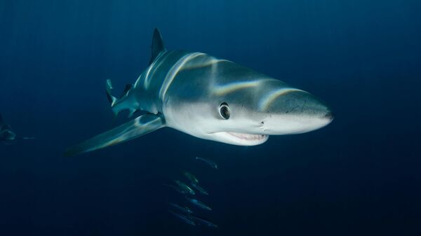 плава ајкула - Sputnik Србија