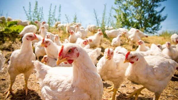 kokoške - Sputnik Srbija