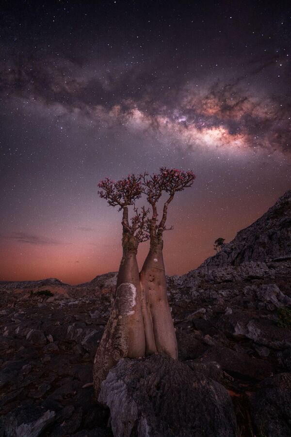 „Дрво расцветаних флаша“ фотографија је Росице Димитрове која је забележена на острву Сокотра у Јемену. - Sputnik Србија