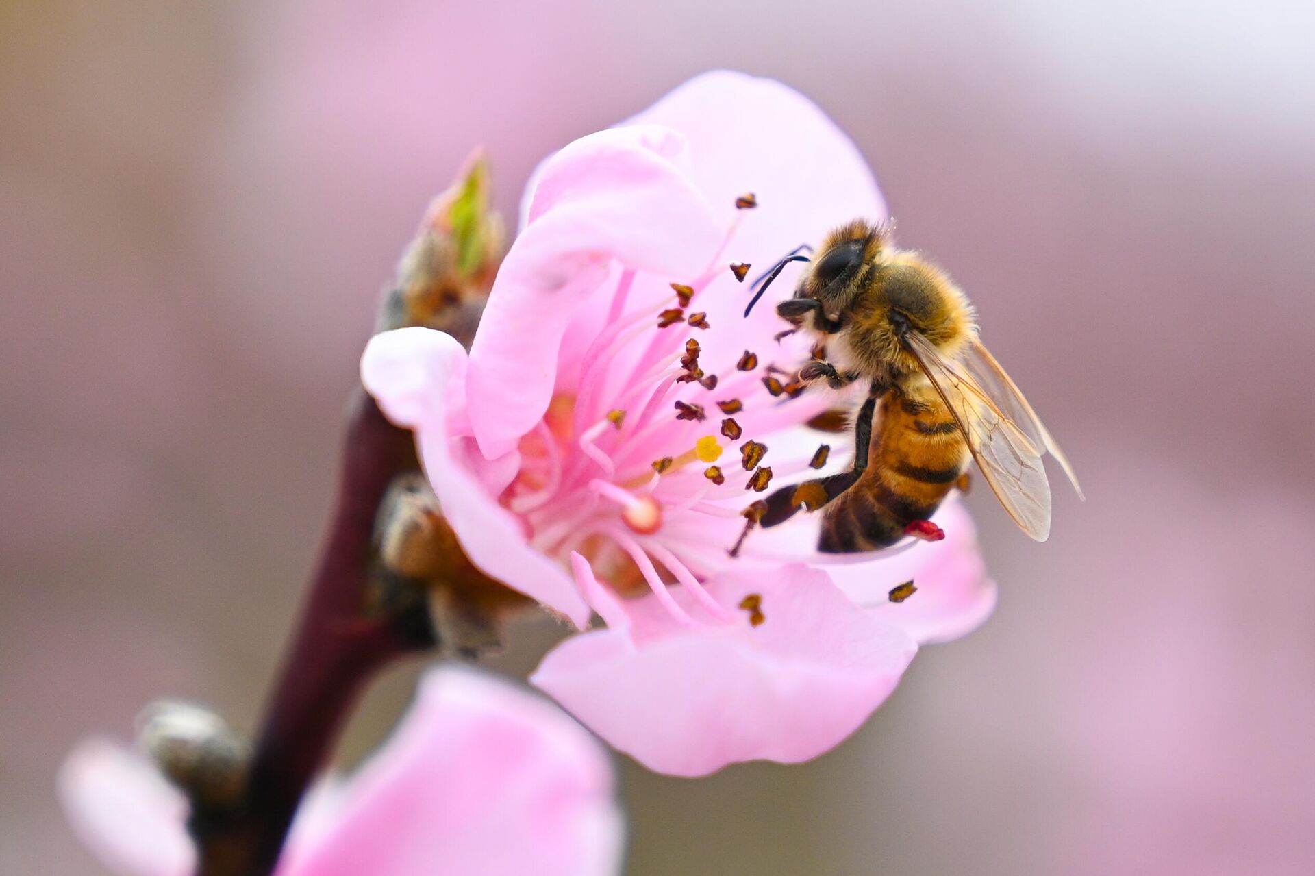 Пчела - Sputnik Србија, 1920, 30.04.2025