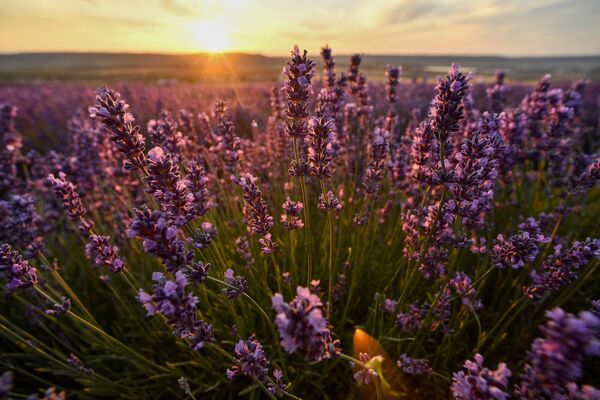 Лаванда припада породици ароматичних биљака, а мирисна поља налазе се у многим регијама Крима. - Sputnik Србија