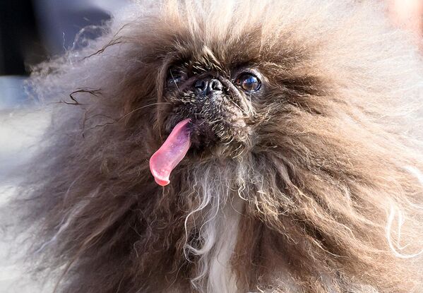На фотографији је приказан Вајлд Танг, пекинезер, током такмичења за најружнијег пса на свету на сајму Сонома-Марин у Петалуми, Калифорнија. После четири неуспешна учешћа, он је коначно освојио 34. по реду такмичење, при чему је награђен са 5.000 долара. - Sputnik Србија