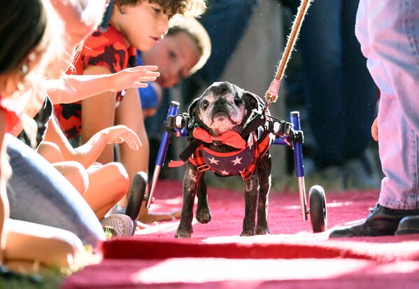 Ром, 14-годишњи Мопс, шета црвеним тепихом током такмичења за најружнијег пса на свету одржаном у Калифорнији. - Sputnik Србија