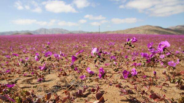Цветение в пустыне Атакама в Чили  - Sputnik Србија