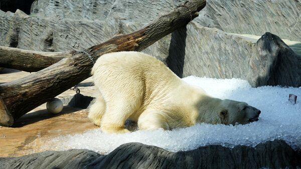 Белый медведь охлаждается во льду в Пражском зоопарке, Чехия - Sputnik Србија