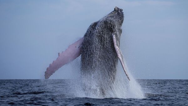Горбатый кит возле острова Игуана, Панама - Sputnik Србија