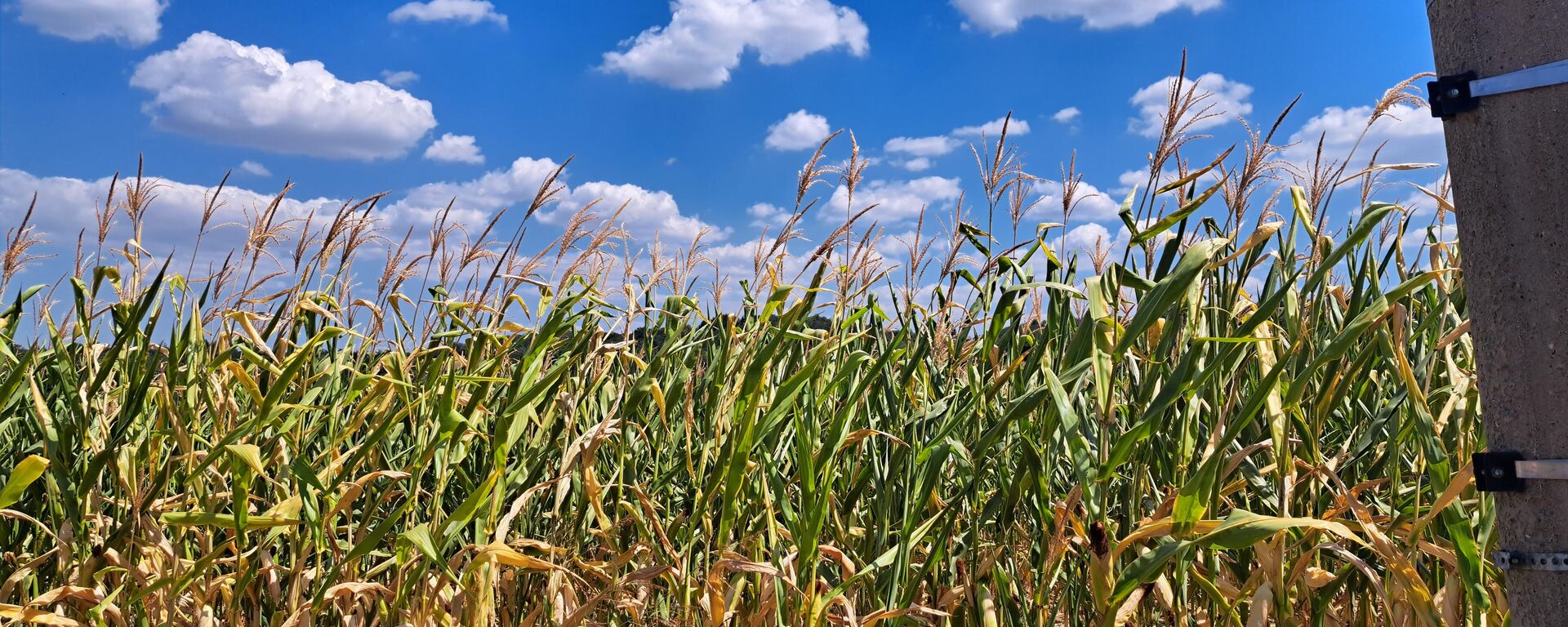 Поље кукуруза - Sputnik Србија, 1920, 23.08.2025