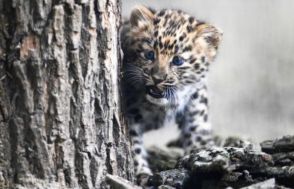 To se radi samo u slučaju ako životinji preti opasnost i treba je spasiti. Sa leopardom Nikolajem bio je takav slučaj. Za zoološke vrtove on je postao osnivač nove genetske linije dalekoistočnih leoparda. - Sputnik Srbija