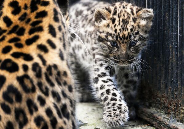 Novosibirski zoološki vrt radi sa dalekoistočnim leopardima od 1970. godine. - Sputnik Srbija