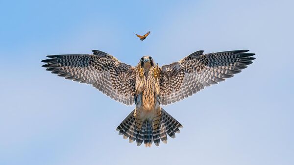 Снимок PLAYFUL FLEDGLING американского фотографа Jack Zhi, занявший 2 место в категории BIRD BEHAVIOUR фотоконкурса Bird Photographer of the Year 2024 - Sputnik Србија