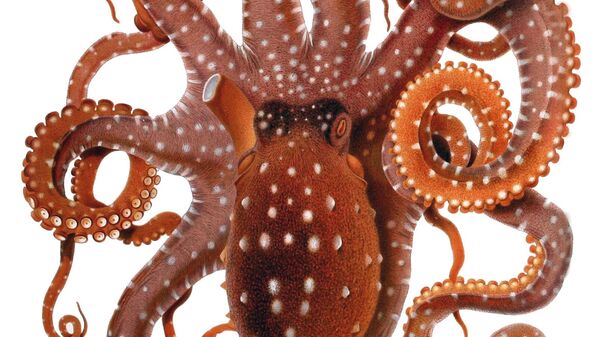 Хоботница - Sputnik Србија