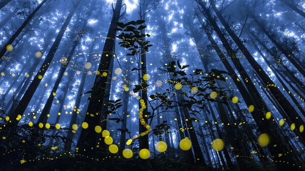 Snimok Fireflies flying in the misty taйvanьskogo fotografa Shirley Wung, pobedivšiй v nominacii Special Awards. Forest konkursa The 11th International Landscape Photographer of the Year - Sputnik Srbija