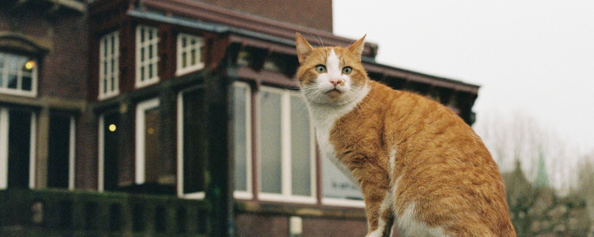 Жути мачак  - Sputnik Србија, 1920, 25.11.2024