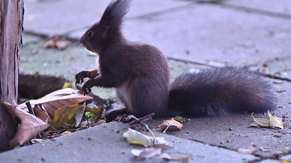 Европска веверица је заштићена у скоро целој Европи. Опстанак веверица зависи од доступности семена дрвећа у јесен и зиму. - Sputnik Србија