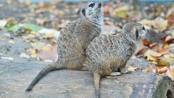 Студија: Људи по моногамији сличнији меркатима него приматима