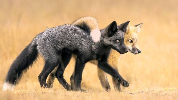 Snimok Besties amerikanskogo fotografa Marcia Walters, zanяvšiй 1e mesto v kategorii Animal Portraits konkursa Nature Photographer of the Year 2024 - Sputnik Srbija