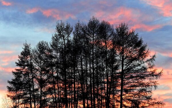 Ариш на обали Јенисеја током заласка сунца у Краснојарском крају. Ариш на обали Јенисеја током заласка сунца у Краснојарском крају. - Sputnik Србија