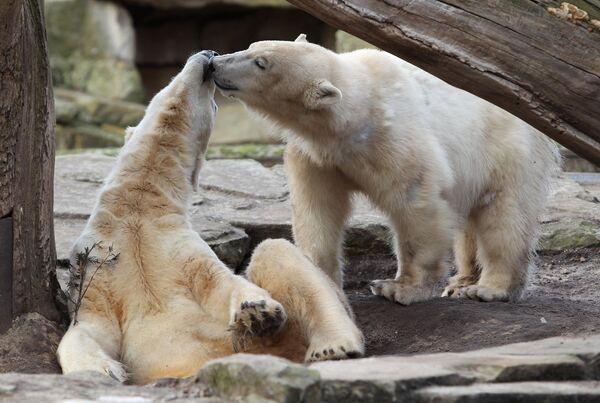 Polarni medvedi Knut i Đovana se maze u svom ograđenom prostoru u Berlinskom zoološkom vrtu 4. marta 2010. u Berlinu, Nemačka. - Sputnik Srbija