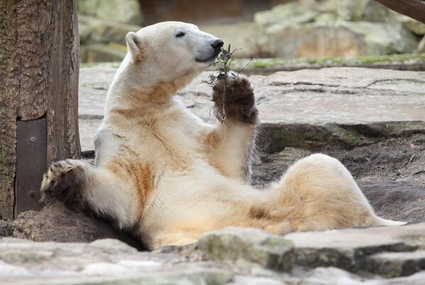 Polarni medved Knut se igra sa grančicom u Berlinskom zoološkom vrtu - Sputnik Srbija