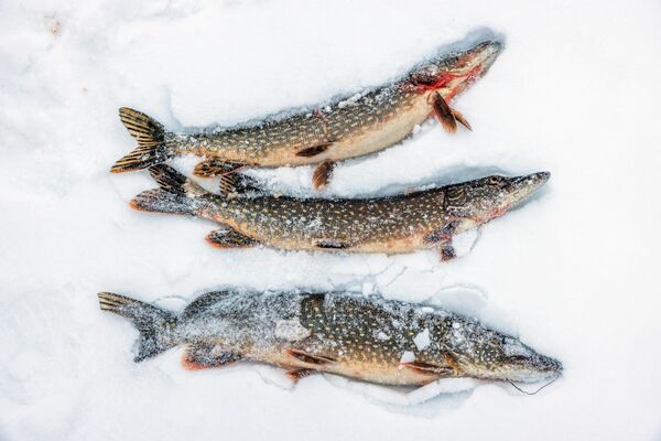 Национални парк Водлозерски је други највећи парк у Европи после националног парка Југид-ва, а трећи у Русији. - Sputnik Србија