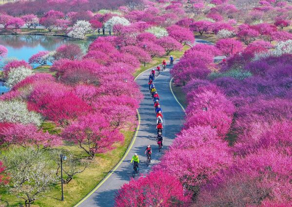 Бициклисти уживају у цвећу шљиве у бонсаи башти у Хуџоуу, у кинеској провинцији Џеђијанг. - Sputnik Србија