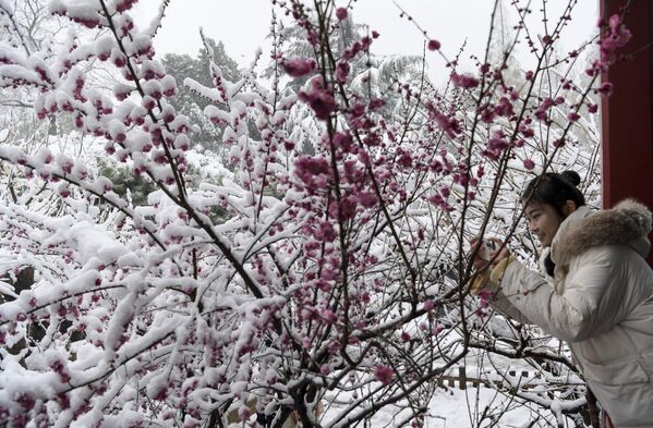 Цветови шљиве прекривени снегом после мећаве  у Ђинану, кинеска провинција Шандонг. - Sputnik Србија
