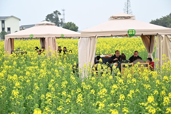 Поље цвећа уљане репице у Ченгдуу, у кинеској провинцији Сечуан идеално је место за уживање. - Sputnik Србија