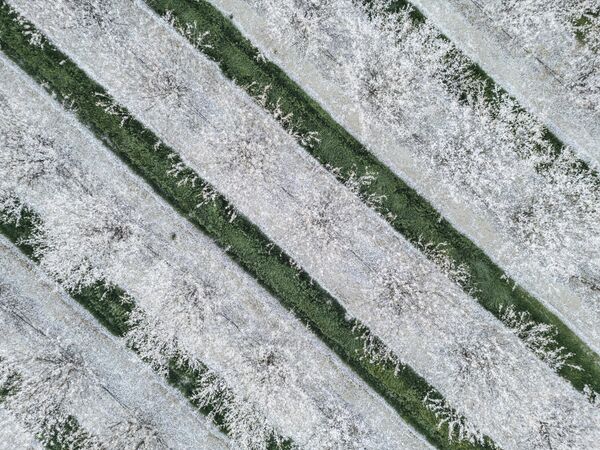 Хиљаде стабала бадема цвета у воћњаку у Верналису, округ Сан Хоакин, у Калифорнији. - Sputnik Србија