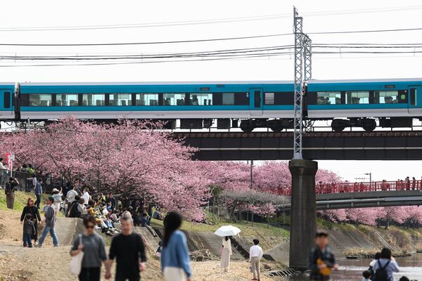 Стабла трешње у цвату у Кавазу у Јапану. - Sputnik Србија