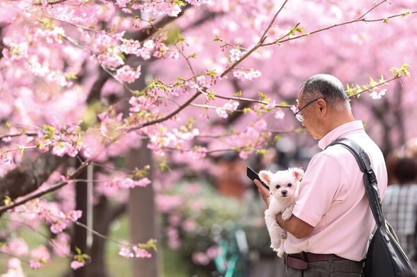 У малом граду на источној обали јапанског полуострва Изу, ова врста трешње  почиње да цвета два месеца раније од уобичајене, а у марту ће бити  у пуном цвату. - Sputnik Србија